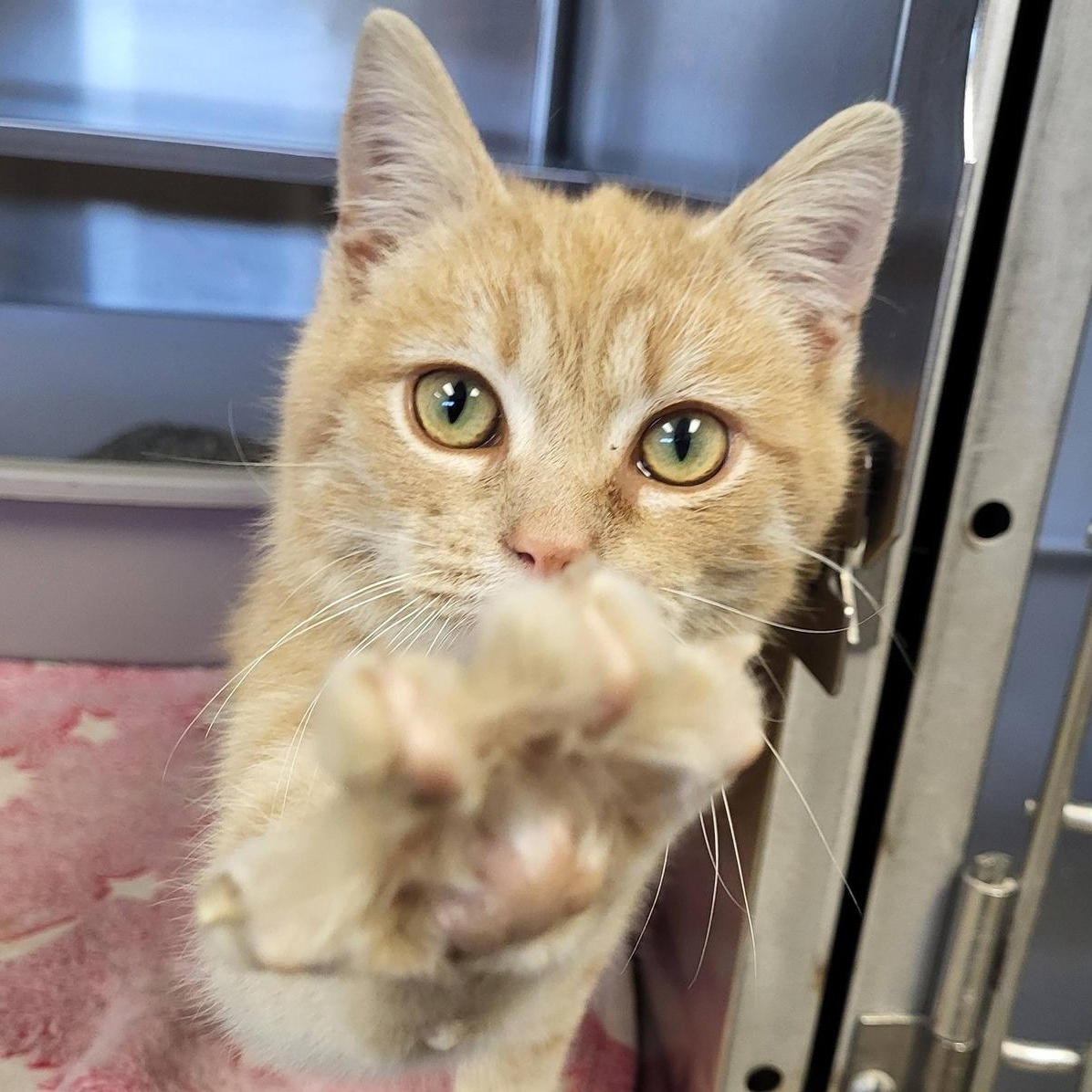 Enlarge Ducky, an adopted Domestic Short Hair in Chilton, WI image 1/5