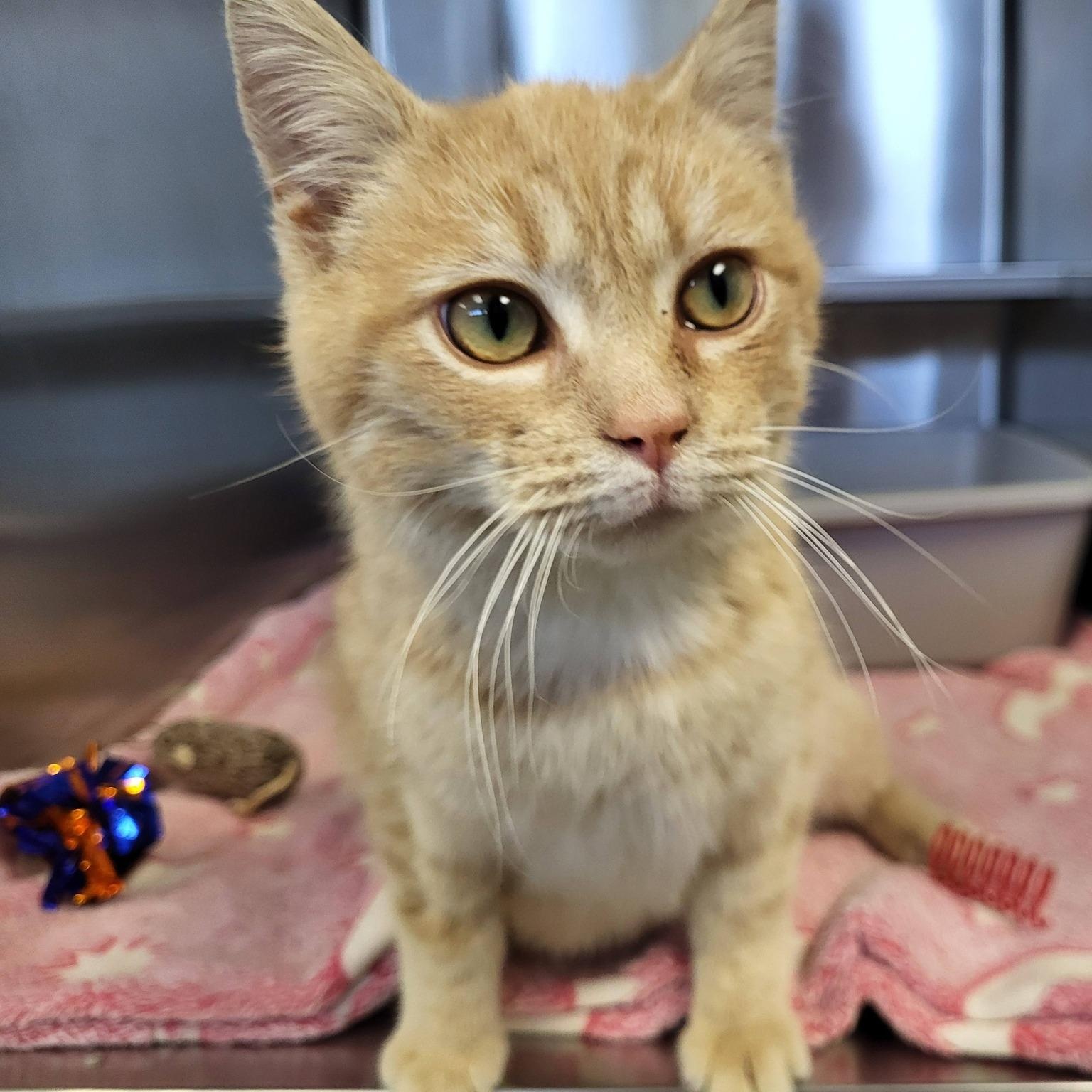 Enlarge Ducky, an adopted Domestic Short Hair in Chilton, WI image 2/5