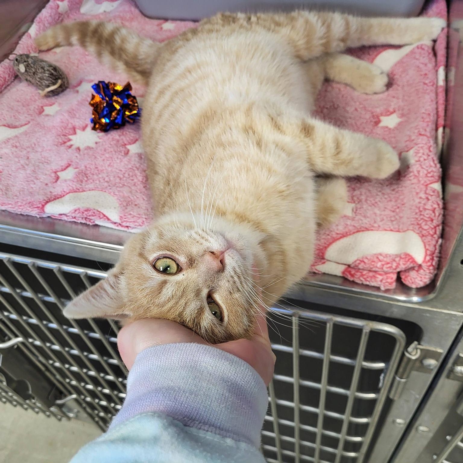 Enlarge Ducky, an adopted Domestic Short Hair in Chilton, WI image 3/5