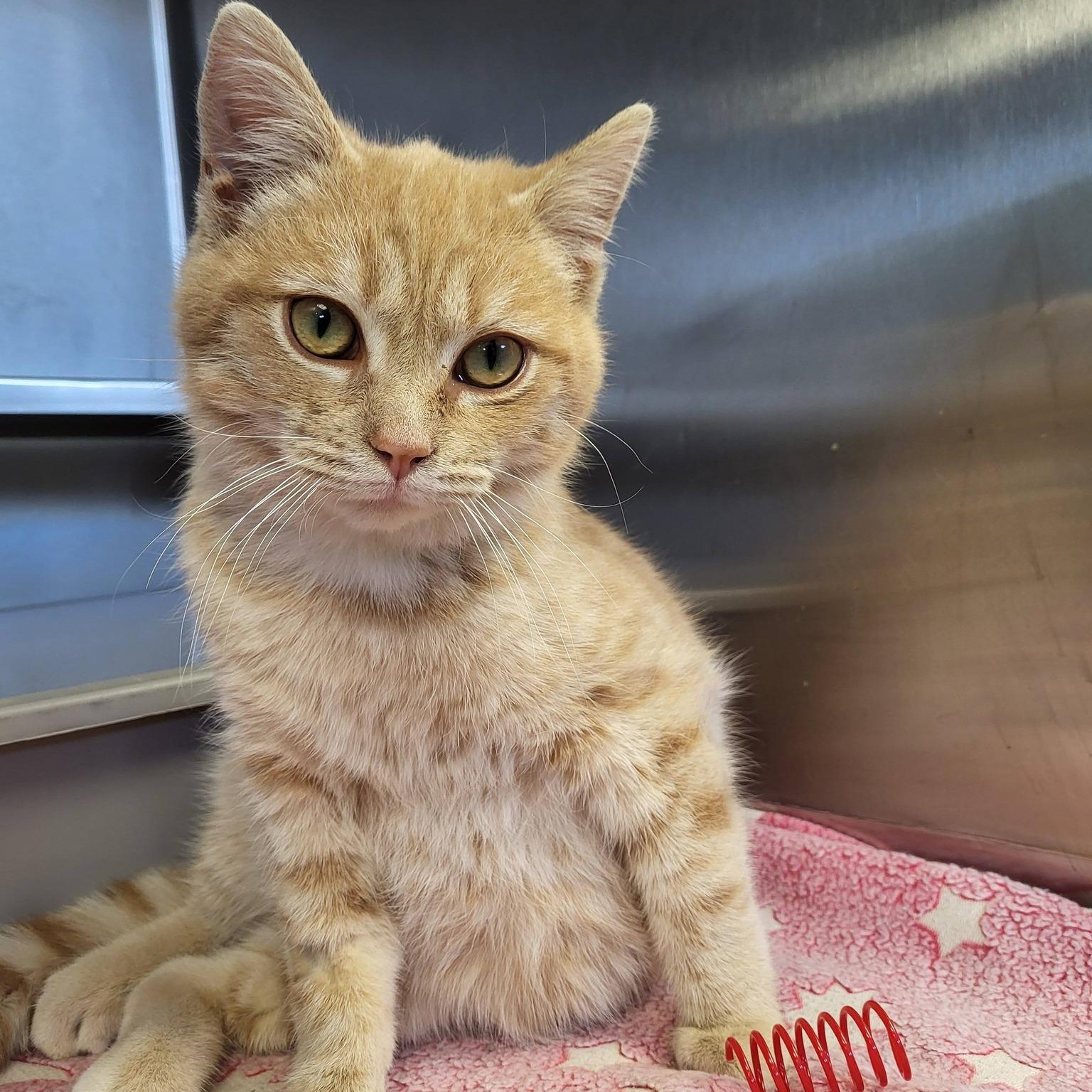 Enlarge Ducky, an adopted Domestic Short Hair in Chilton, WI image 5/5