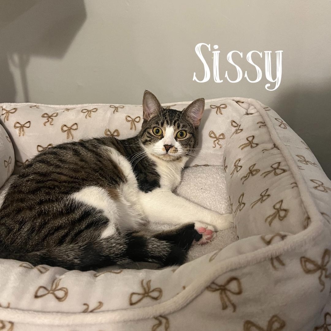 Enlarge Bubba and Sissy, a Adoptable Domestic Short Hair in Buffalo, NY image 1/3