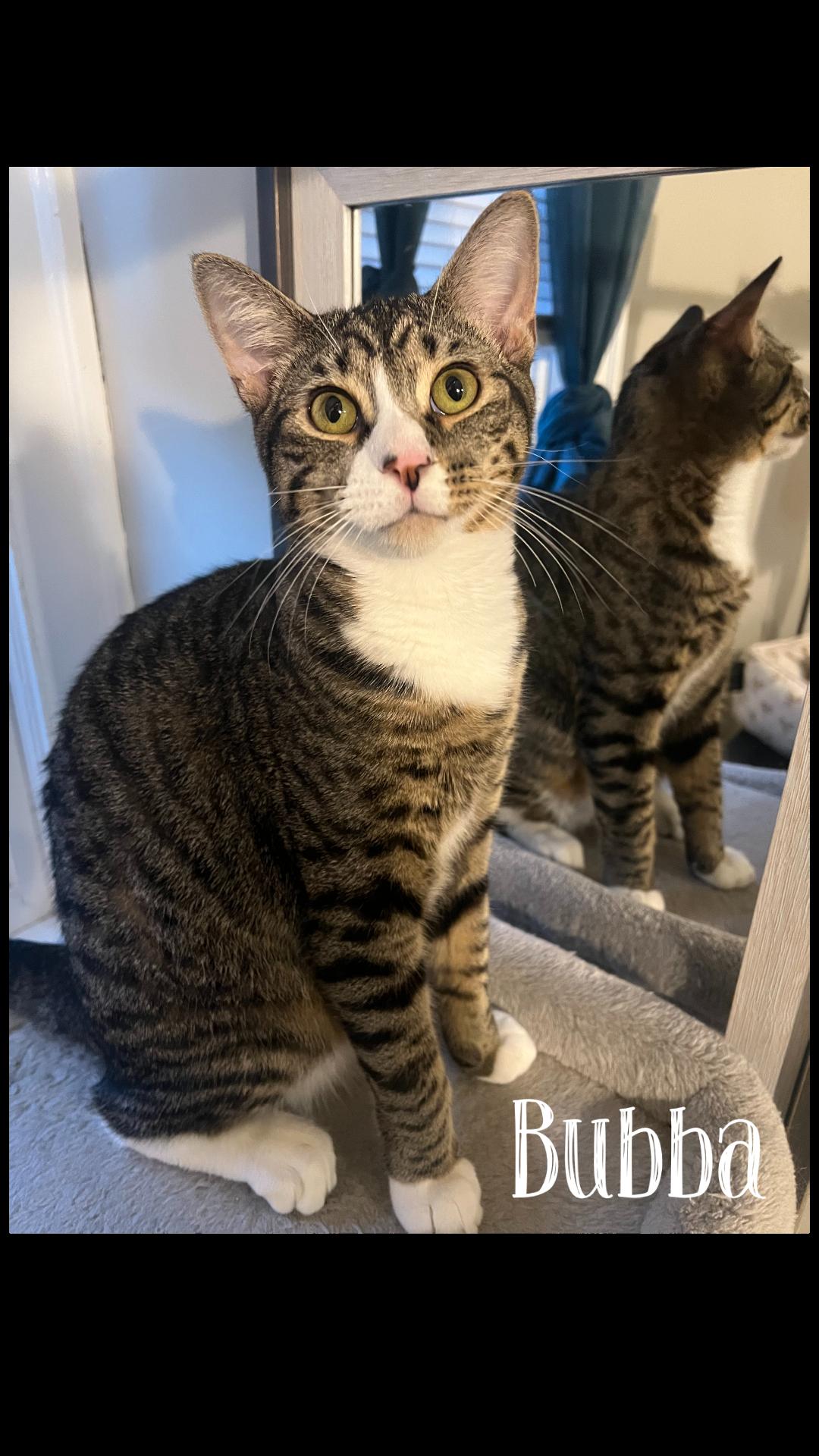 Enlarge Bubba and Sissy, a Adoptable Domestic Short Hair in Buffalo, NY image 2/3