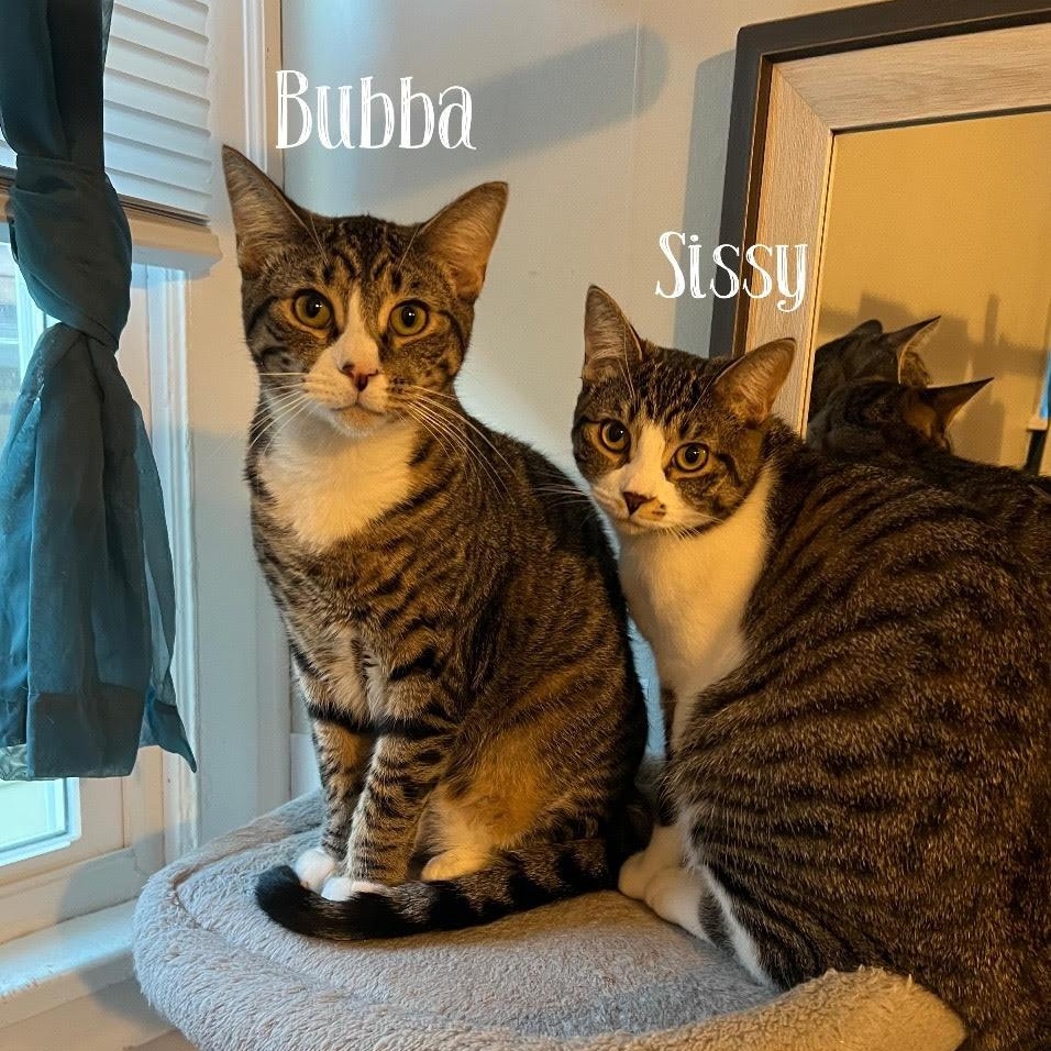 Bubba and Sissy, Adoptable, Adult Female Domestic Short Hair.