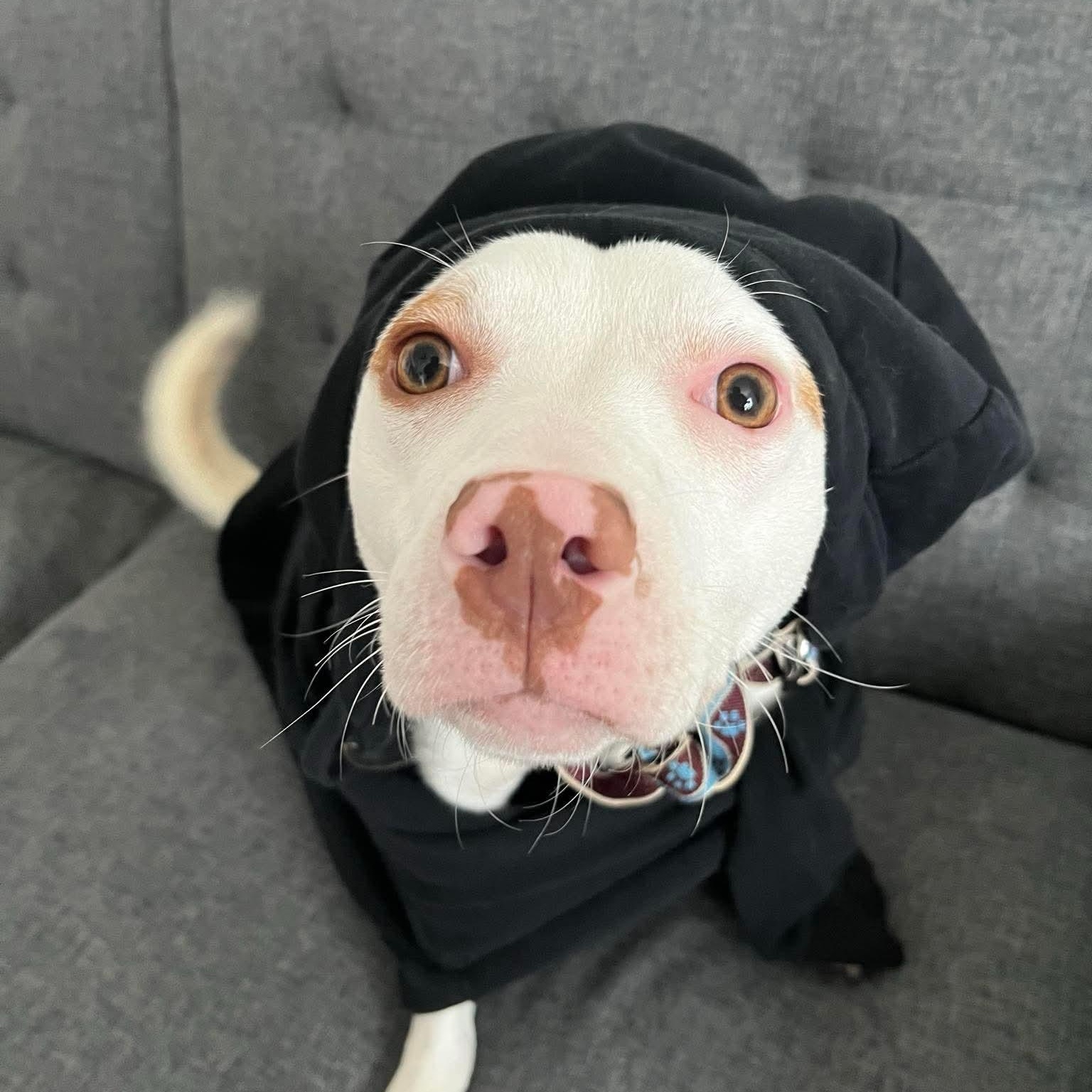 Stella — thumbnail 5