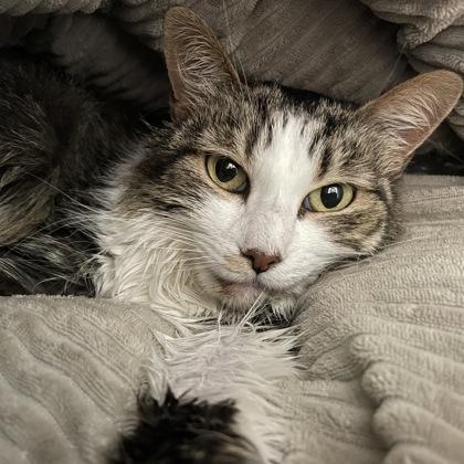 Guggi, Adopted, Adult Female Domestic Medium Hair.