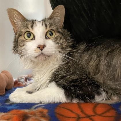 Enlarge Guggi, a Adopted Domestic Medium Hair in West Swanzey, NH image 2/3