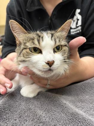 Enlarge Guggi, a Adopted Domestic Medium Hair in West Swanzey, NH image 3/3