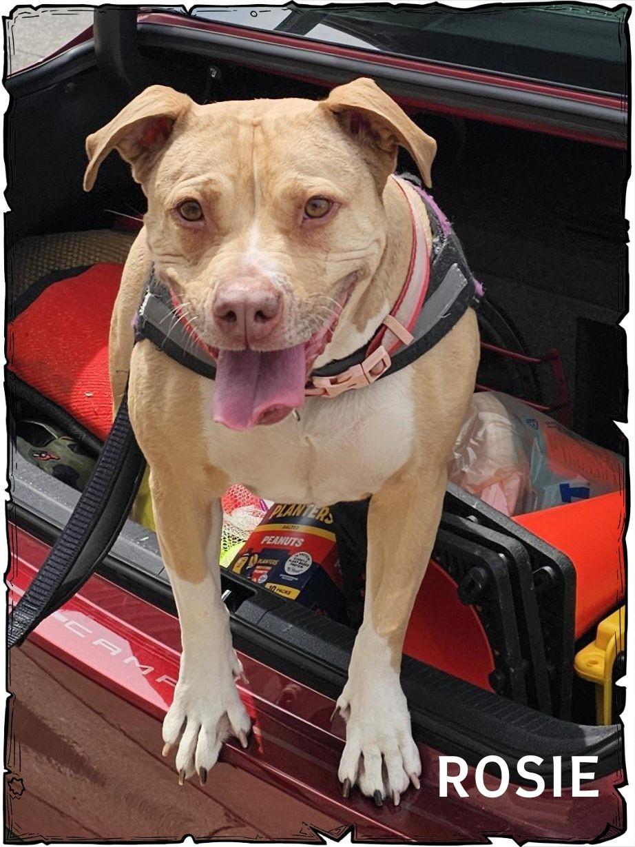 Enlarge Rosie, an adopted mixed breed in Whiting, IN image 1/1