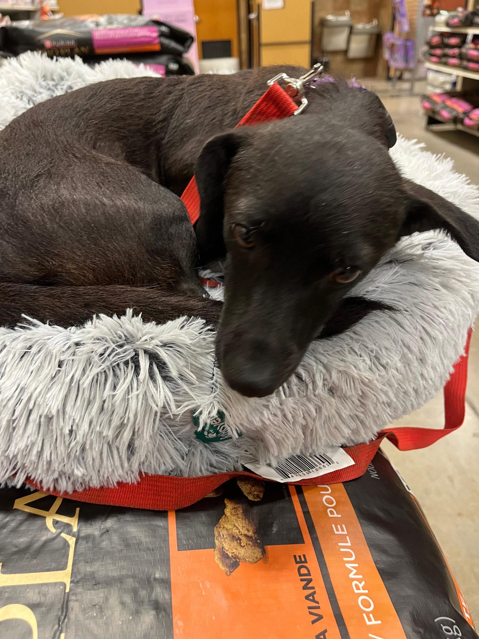 Belle, Adopted, Adult Female Dachshund.