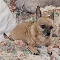 Chloe, Adoptable, Senior Female Chihuahua.