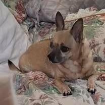 Enlarge Chloe, a Adoptable mixed breed in Wichita Falls, TX image 2/2