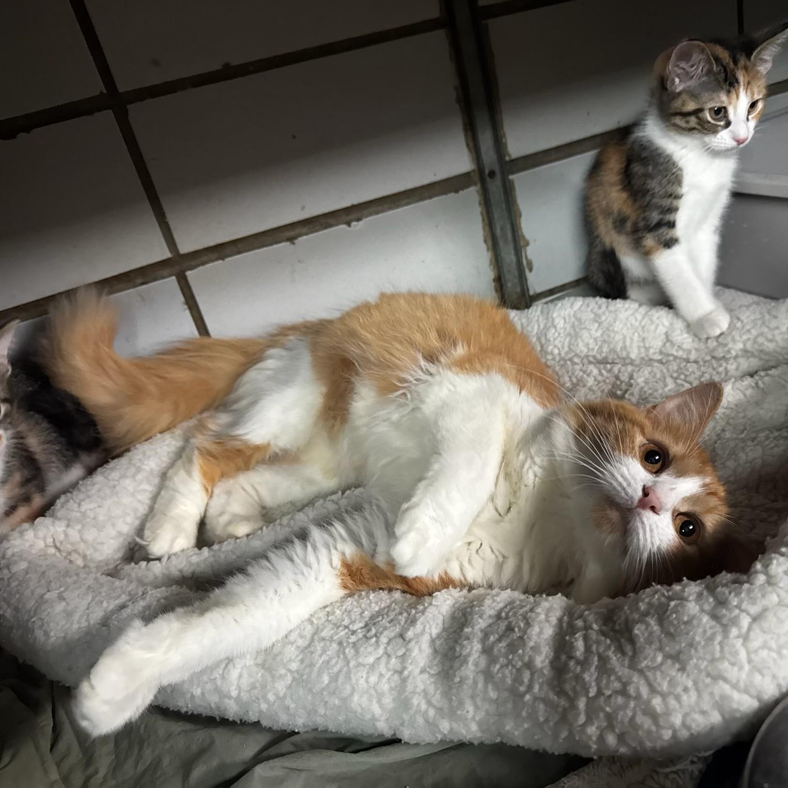 Enlarge Saffron, a Adopted Domestic Medium Hair in Columbus, OH image 2/3