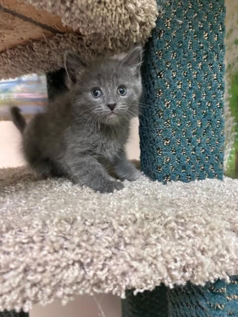 Matt, ADOPTABLE, Kitten Male Domestic Short Hair.