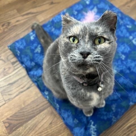 Enlarge Valentine, a ADOPTABLE Dilute Tortoiseshell in Paw Paw, MI image 4/5