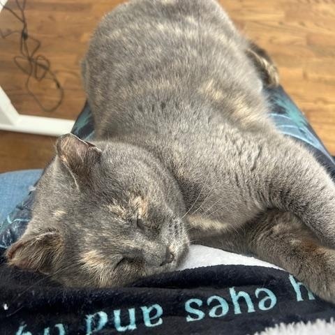 Enlarge Valentine, a ADOPTABLE Dilute Tortoiseshell in Paw Paw, MI image 3/5