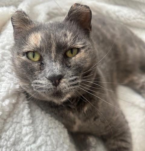 Valentine, ADOPTABLE, Adult Female Dilute Tortoiseshell.