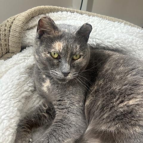 Enlarge Valentine, a ADOPTABLE Dilute Tortoiseshell in Paw Paw, MI image 2/5