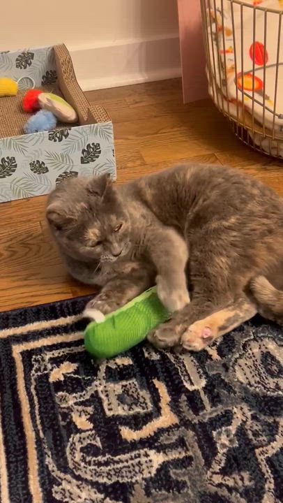 Enlarge Valentine, a ADOPTABLE Dilute Tortoiseshell in Paw Paw, MI video 5/5