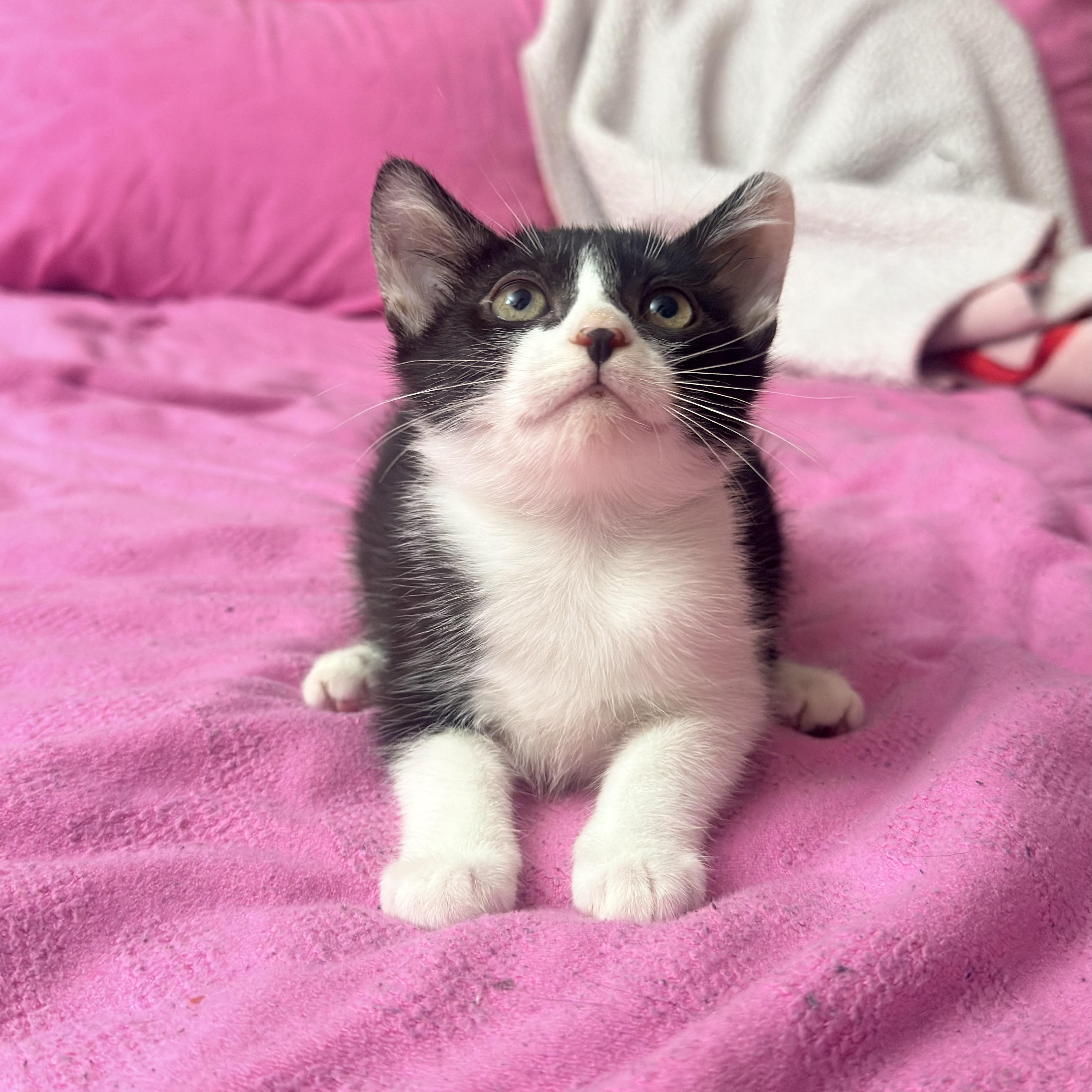 Piper, ADOPTABLE, Kitten Female Domestic Short Hair.