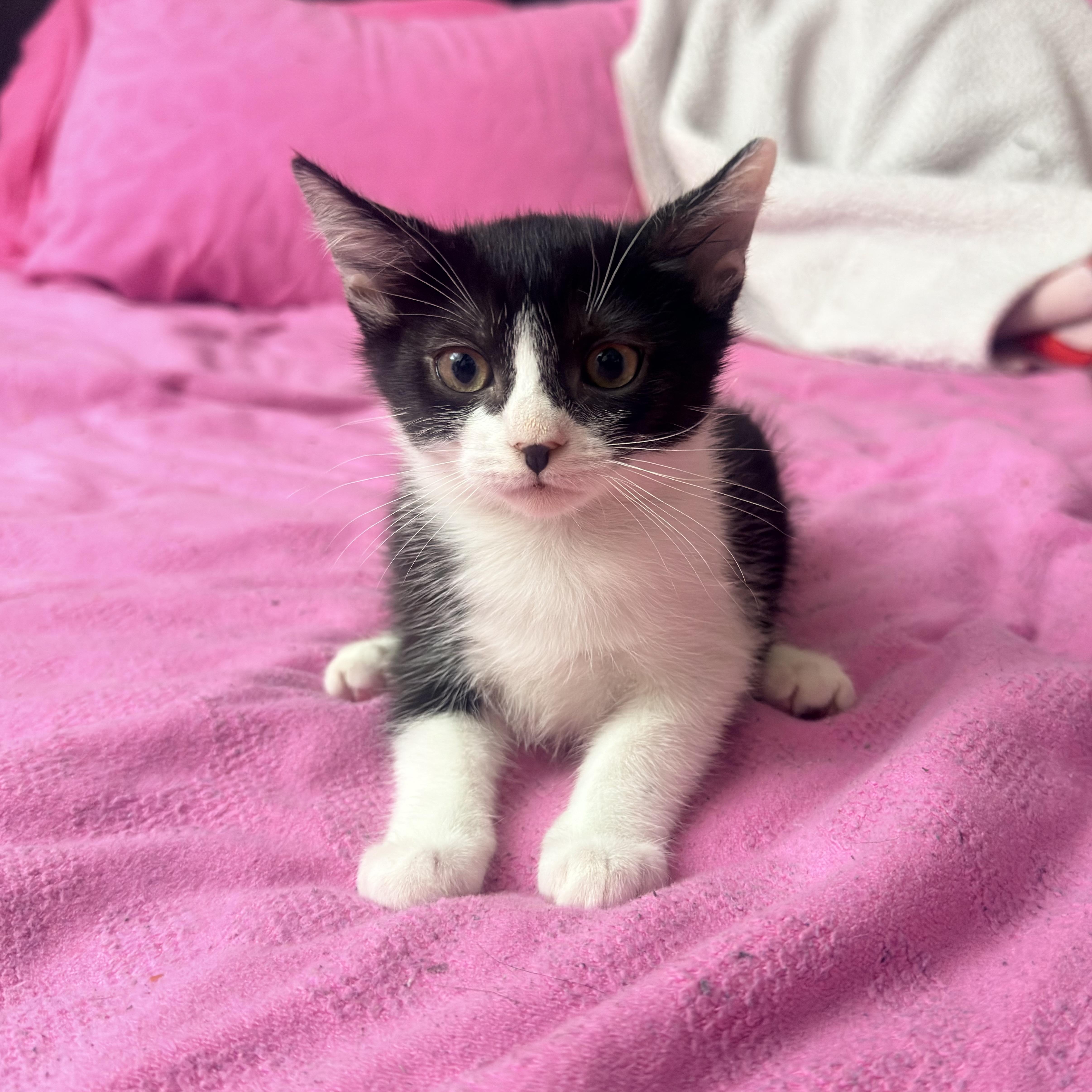 Enlarge Piper, a ADOPTABLE Domestic Short Hair in Hartford, CT image 4/4