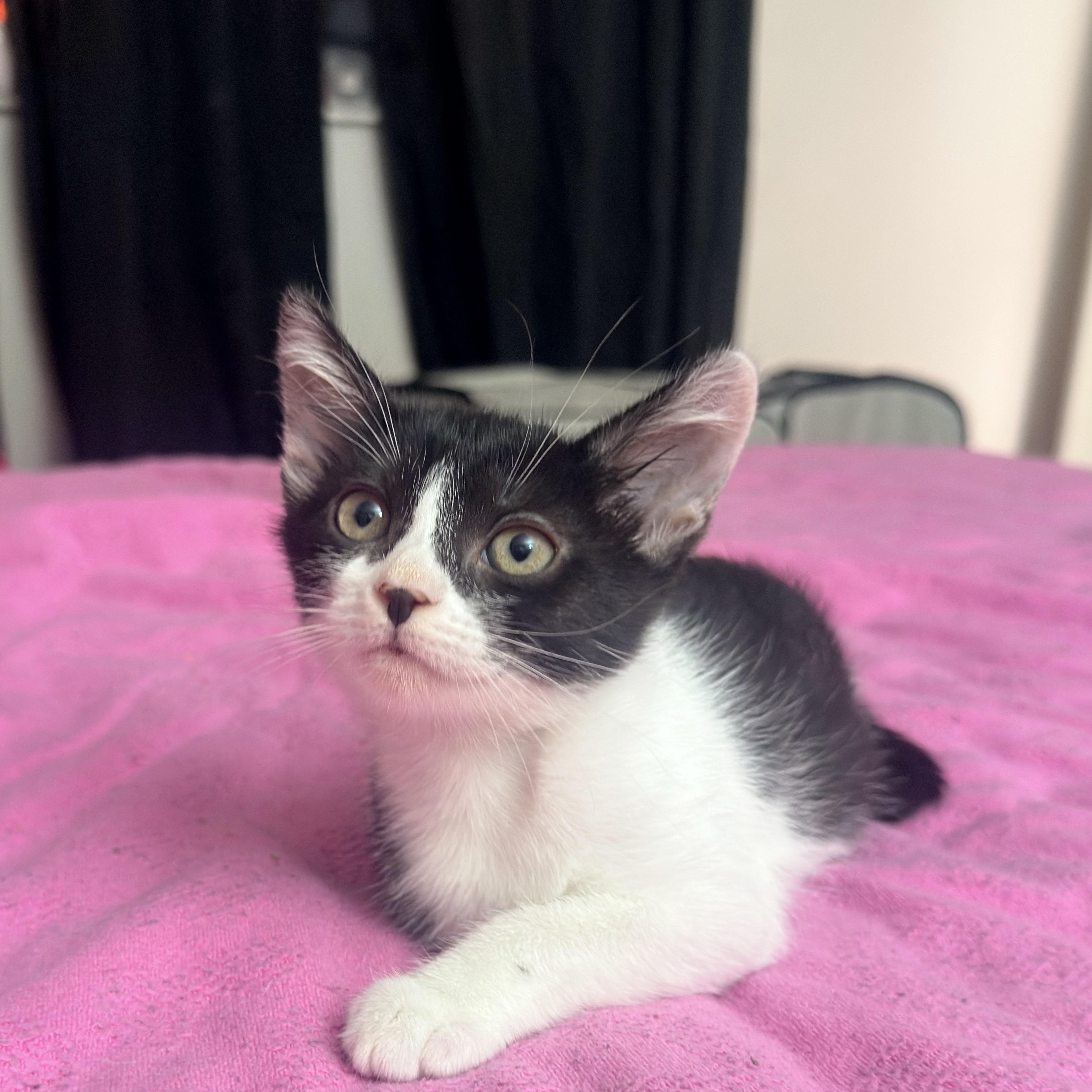 Enlarge Piper, a ADOPTABLE Domestic Short Hair in Hartford, CT image 2/4