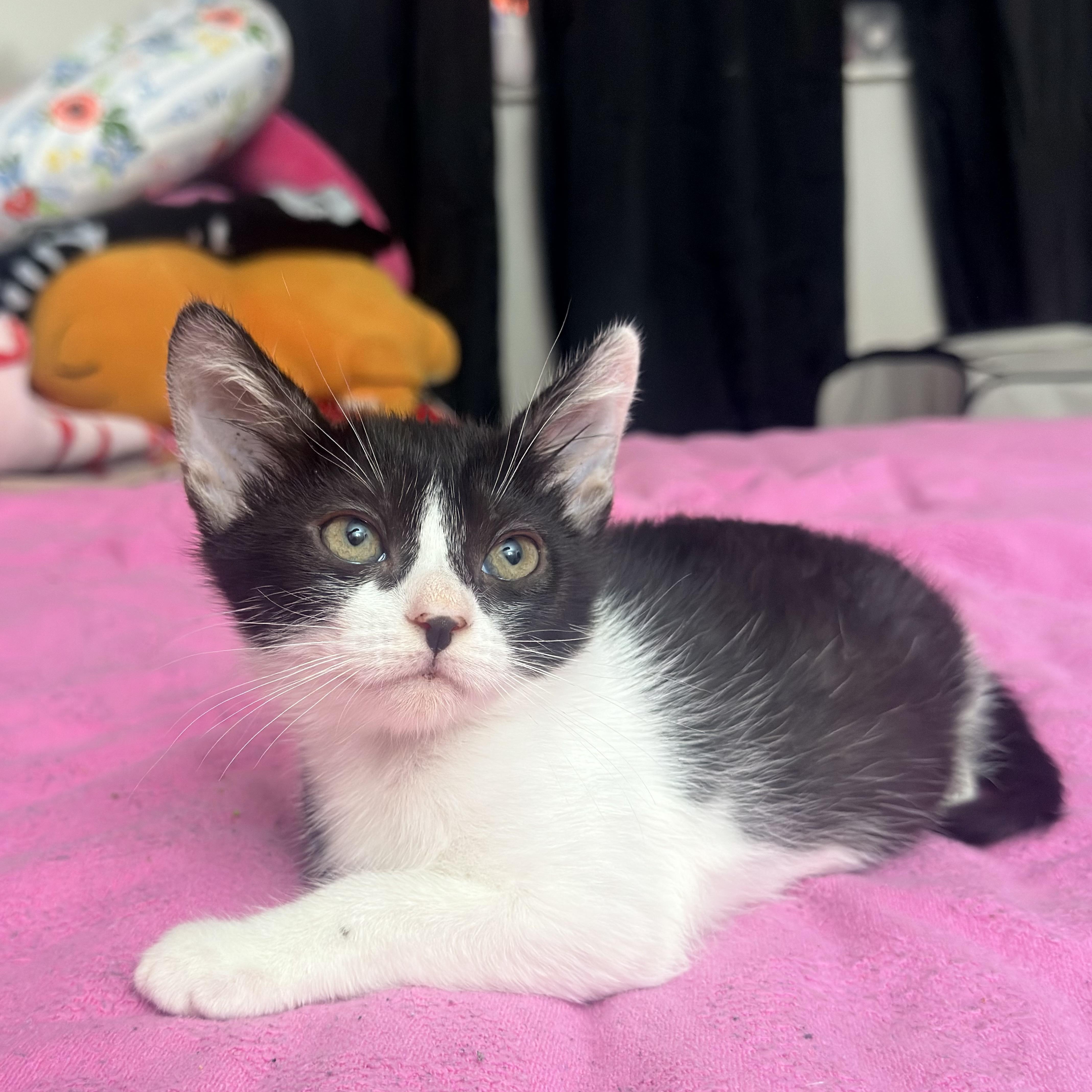 Enlarge Piper, a ADOPTABLE Domestic Short Hair in Hartford, CT image 3/4