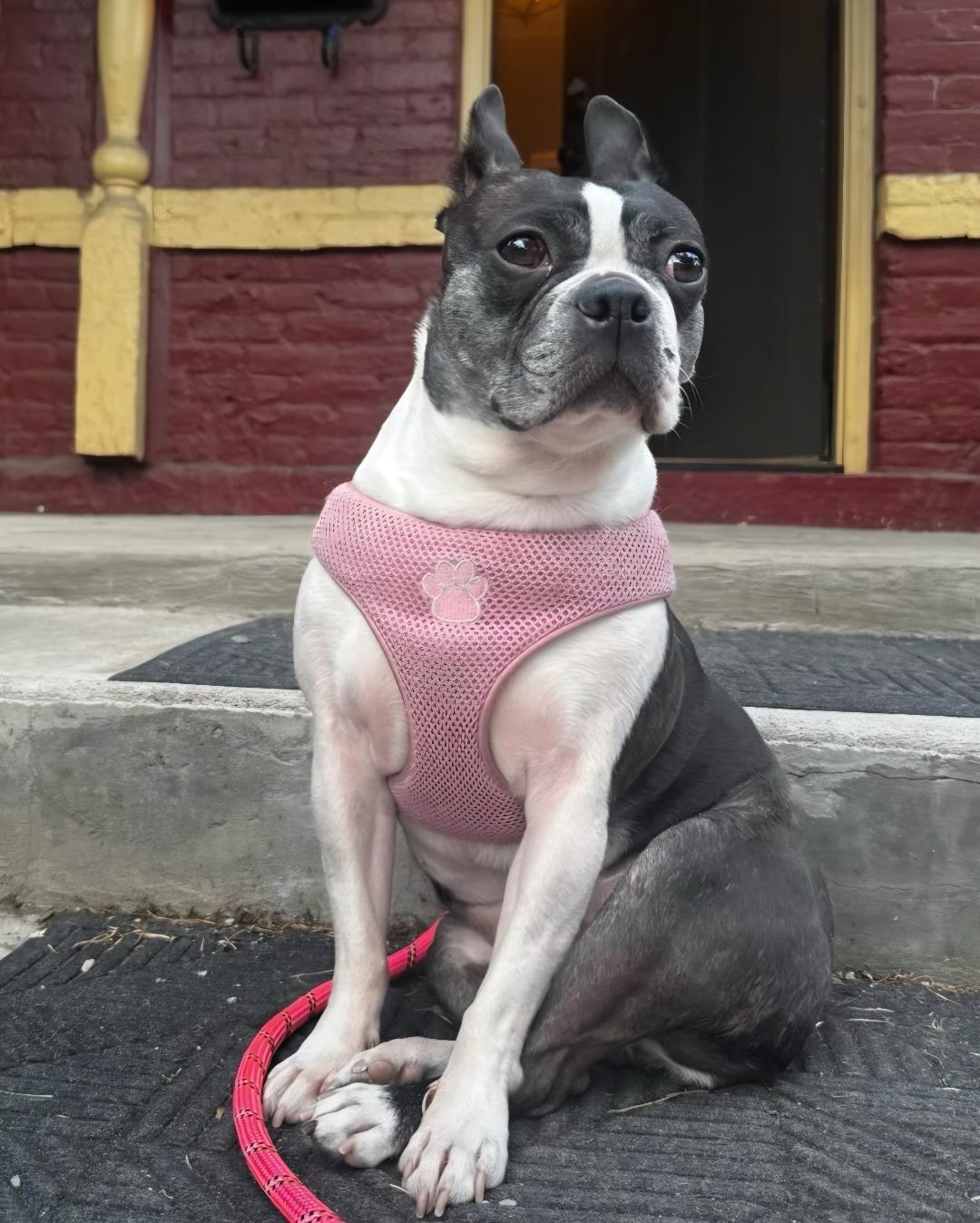 Tiana in CO, a ADOPTABLE Boston Terrier in Littleton, CO image 2/6