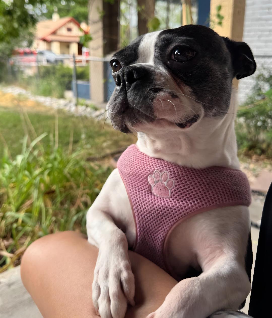 Tiana in CO, a ADOPTABLE Boston Terrier in Littleton, CO image 5/6