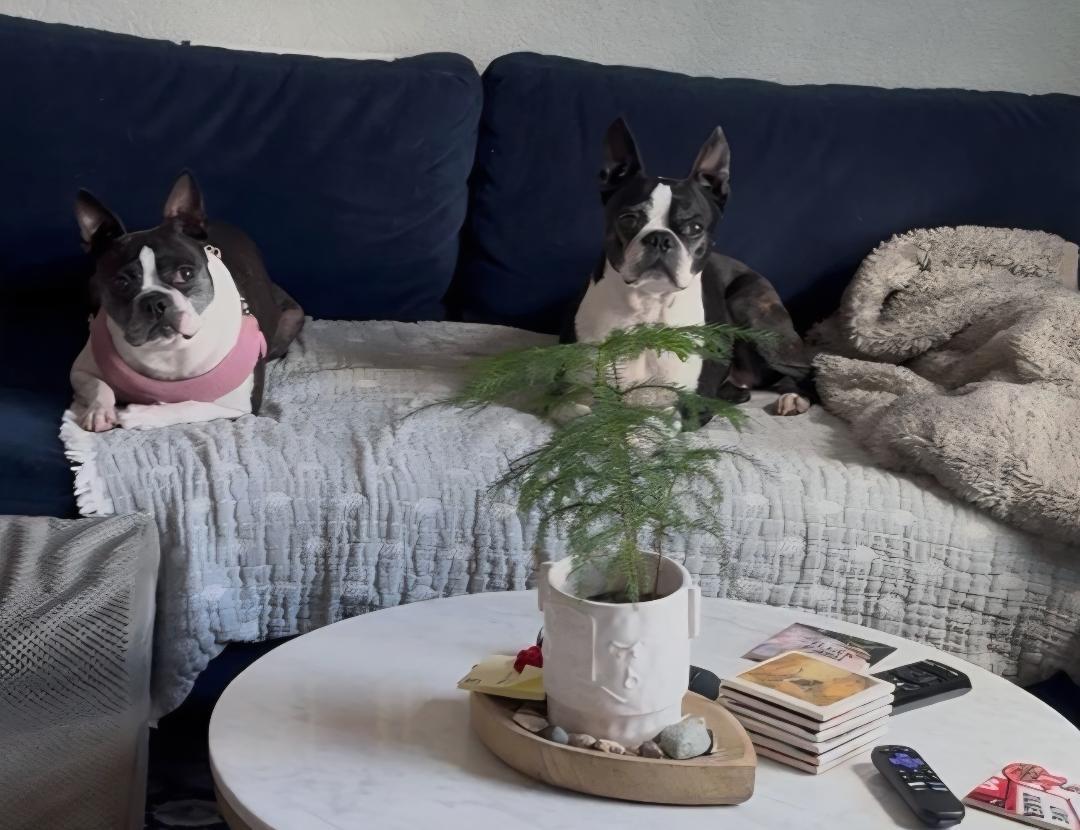 Tiana in CO, a ADOPTABLE Boston Terrier in Littleton, CO image 6/6