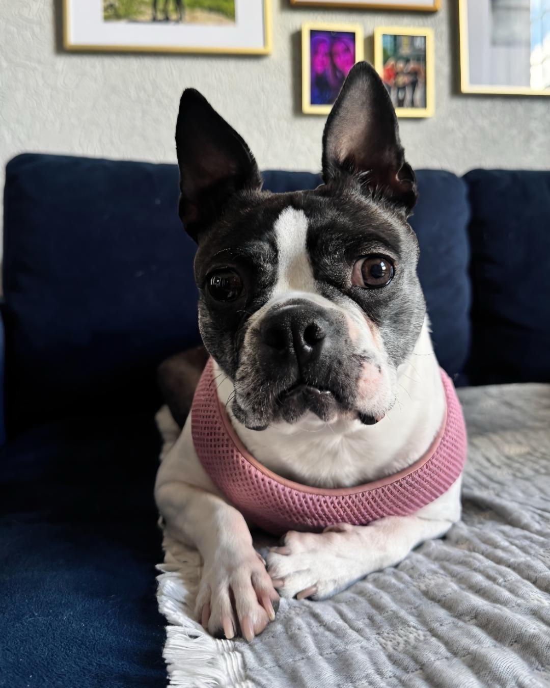 Tiana in CO, a ADOPTABLE Boston Terrier in Littleton, CO image 1/6