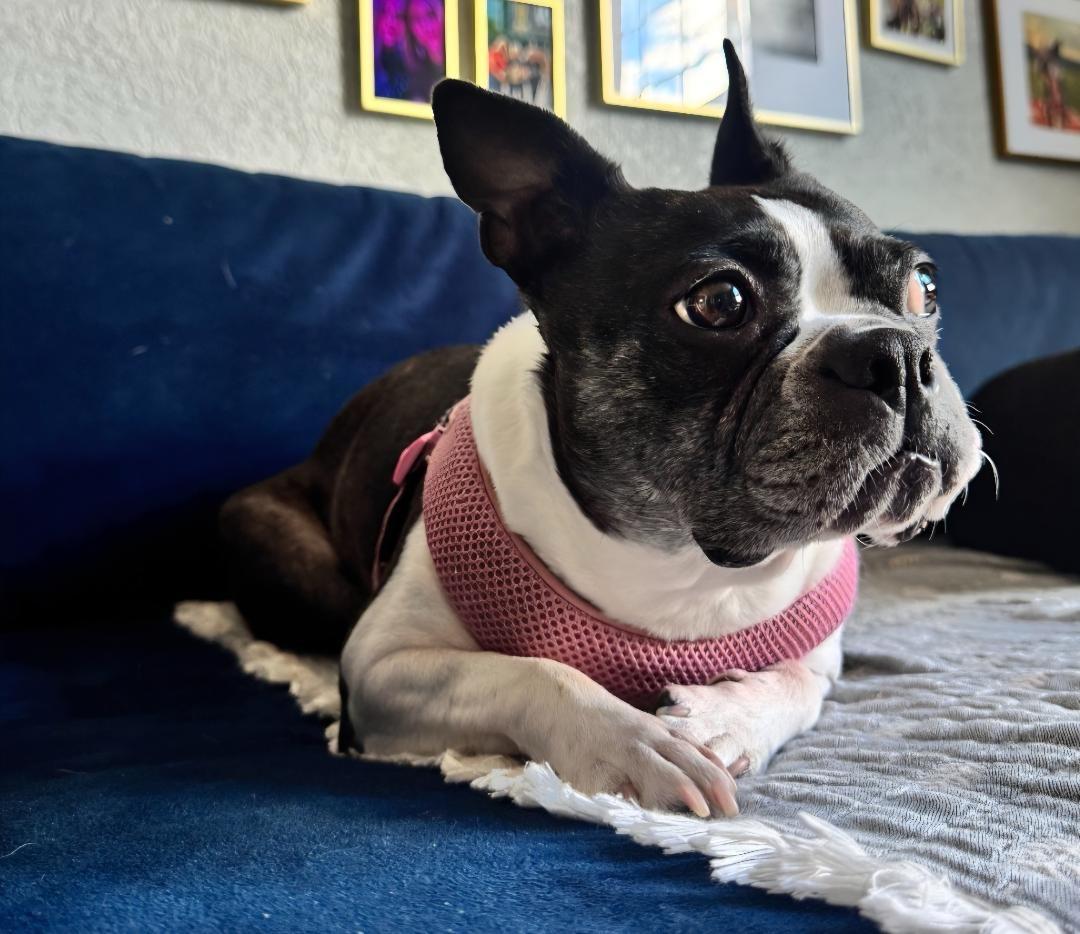 Tiana in CO, a ADOPTABLE Boston Terrier in Littleton, CO image 3/6