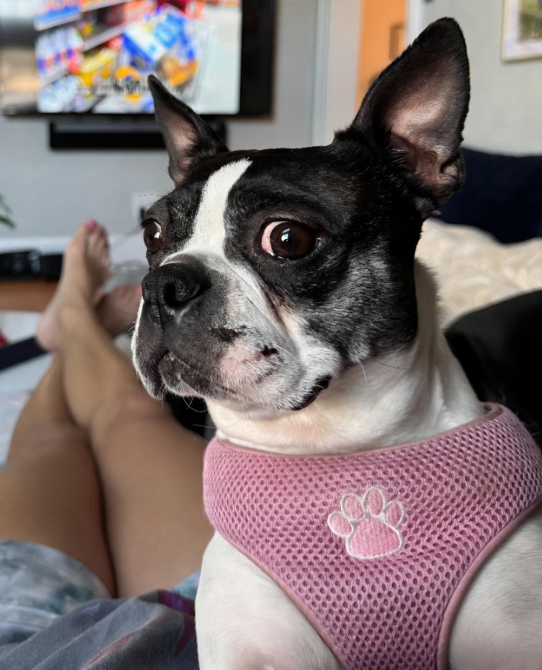 Tiana in CO, a ADOPTABLE Boston Terrier in Littleton, CO image 4/6