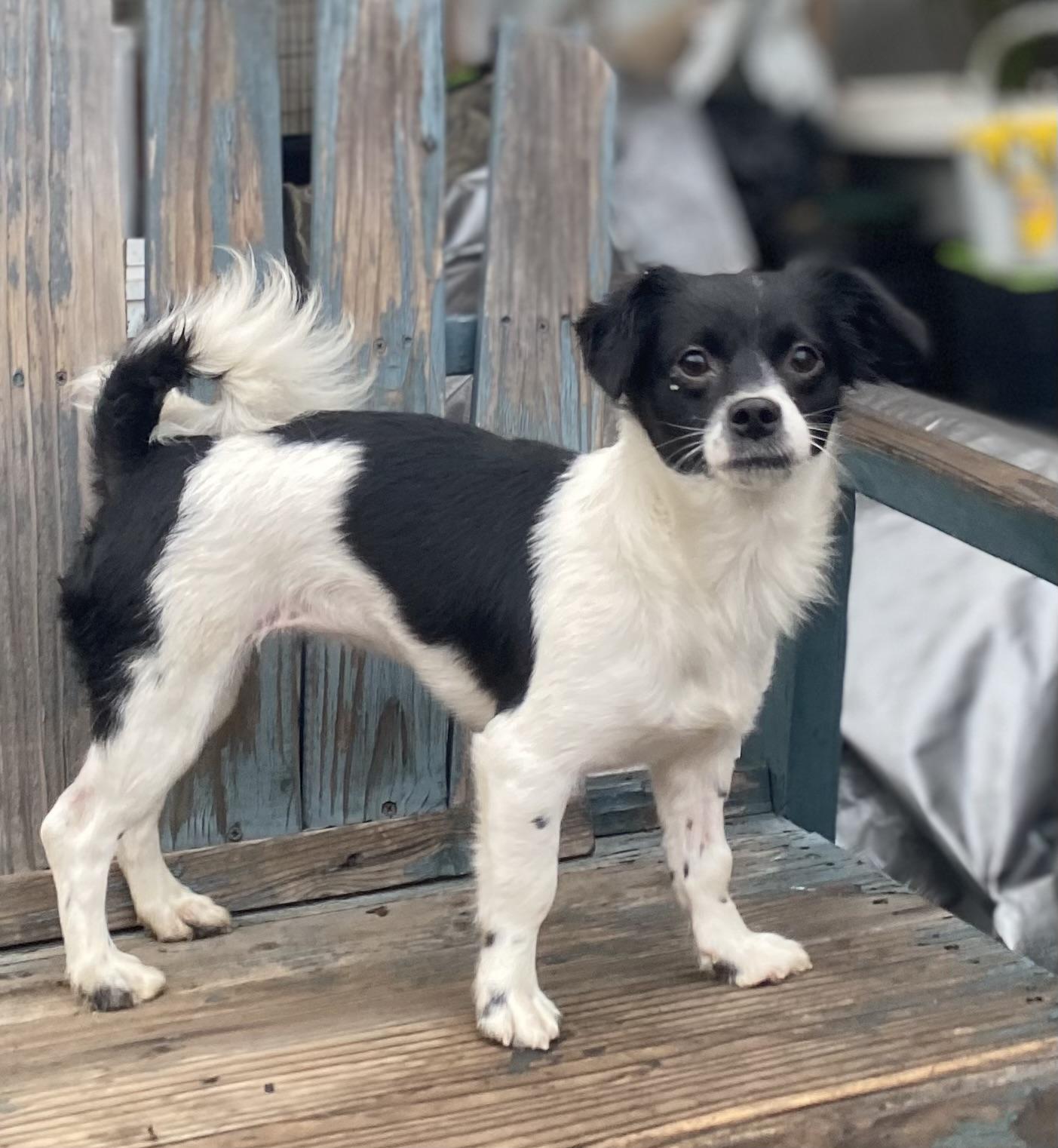 Enlarge Yumi, a ADOPTABLE mixed breed image 1/1