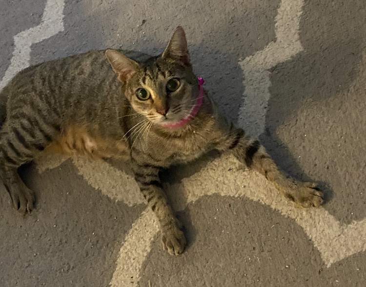 Tyga, Adult Female Domestic Short Hair