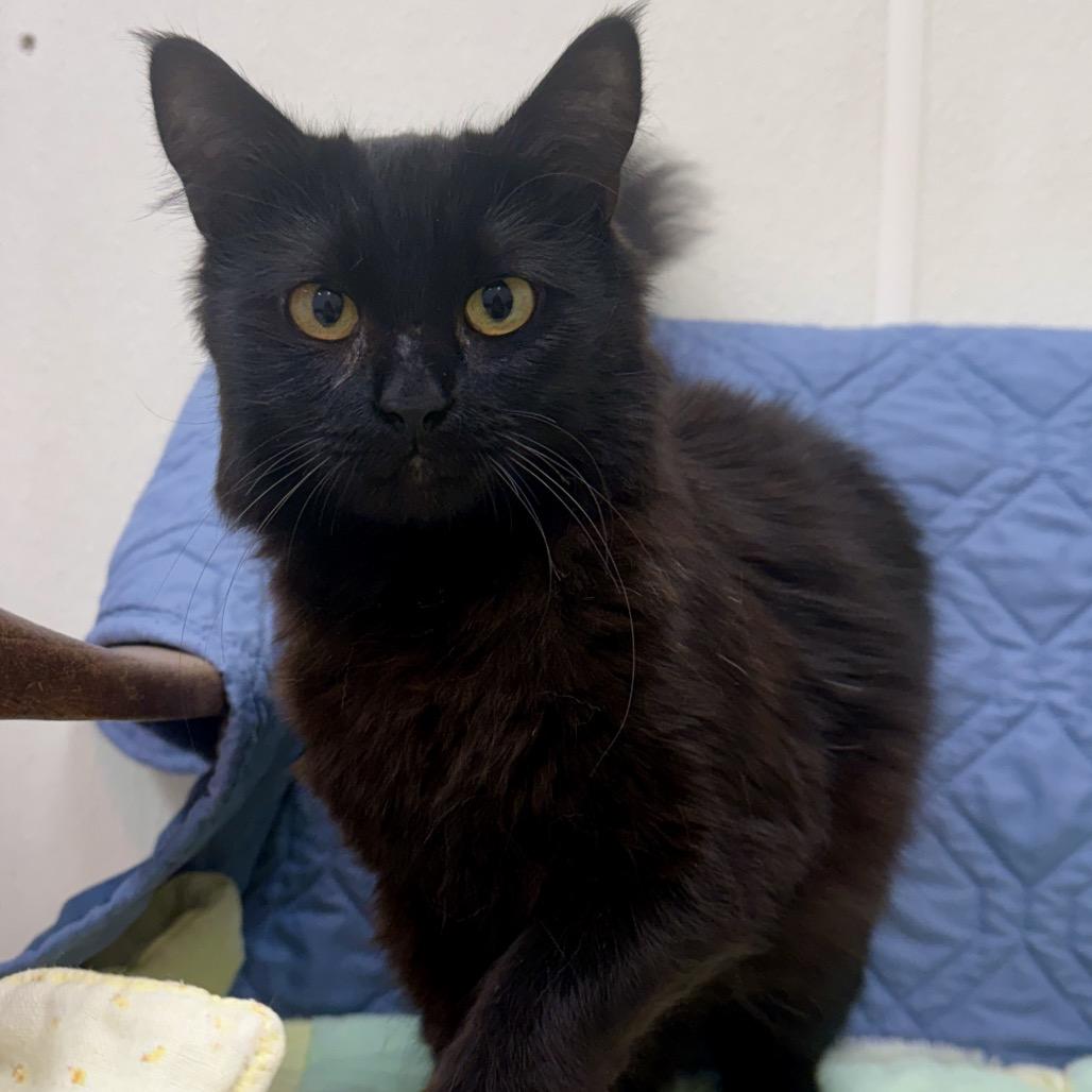 Puddin, a Adoptable mixed breed in Fort Bragg, CA image 1/2