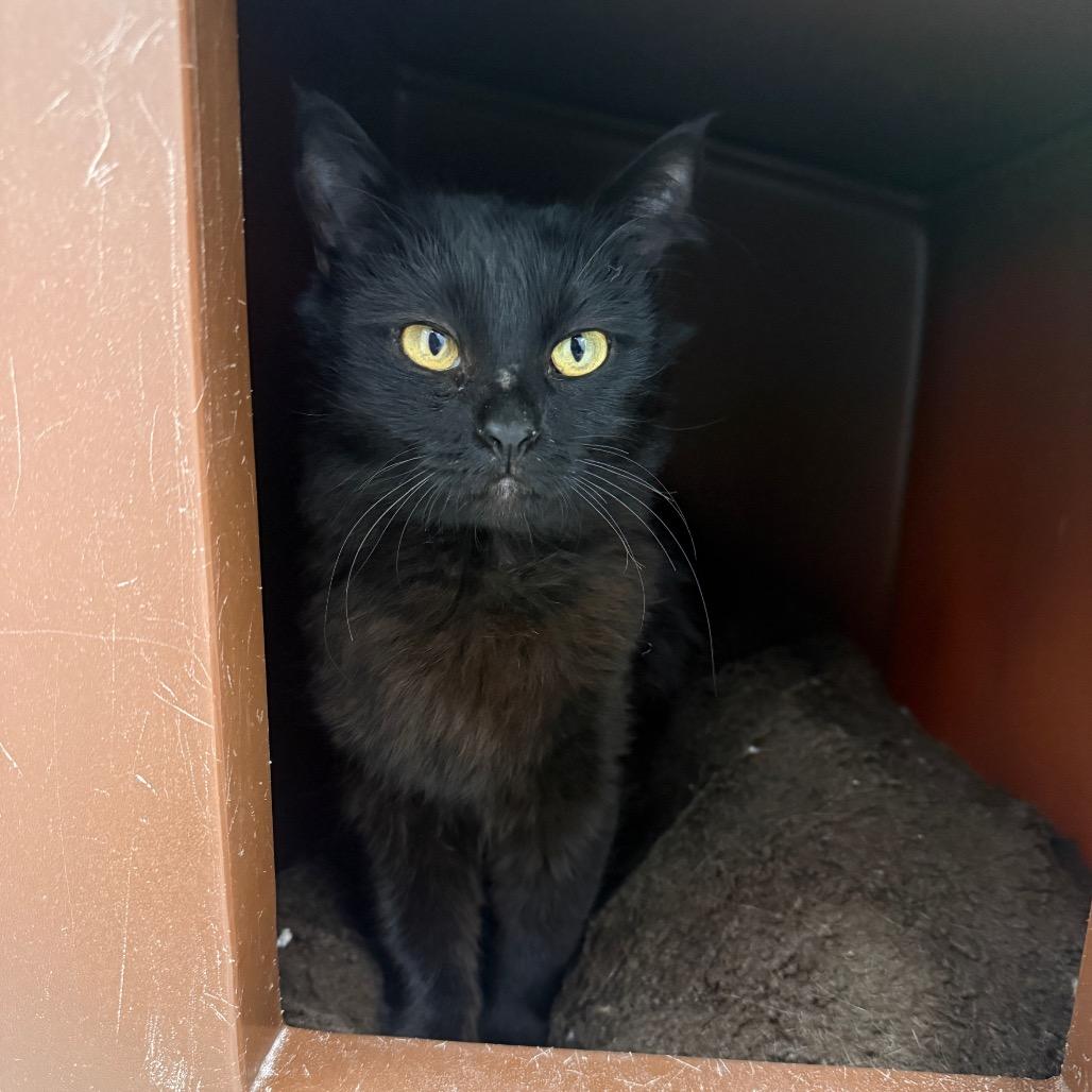 Puddin, a Adoptable mixed breed in Fort Bragg, CA image 2/2