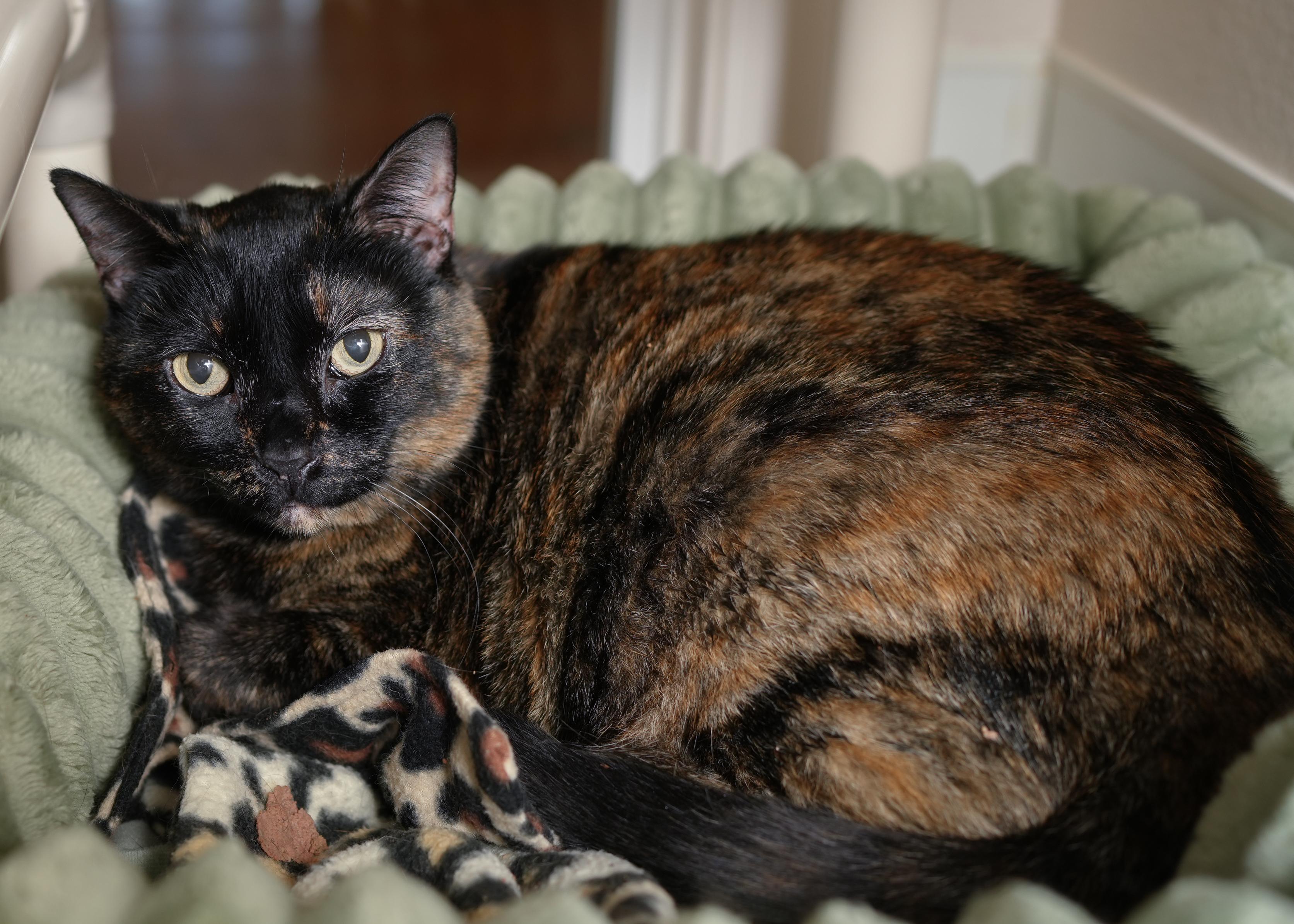 Enlarge Lindy, an adopted Domestic Short Hair in Boise, ID image 3/3