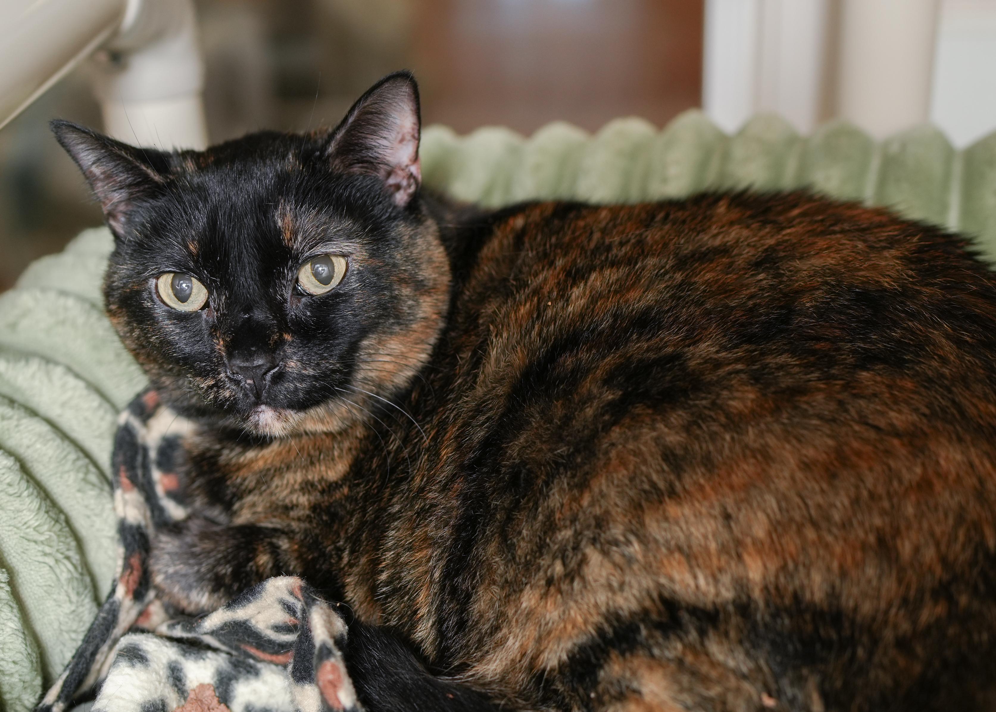 Lindy, adopted, Adult Female Domestic Short Hair.