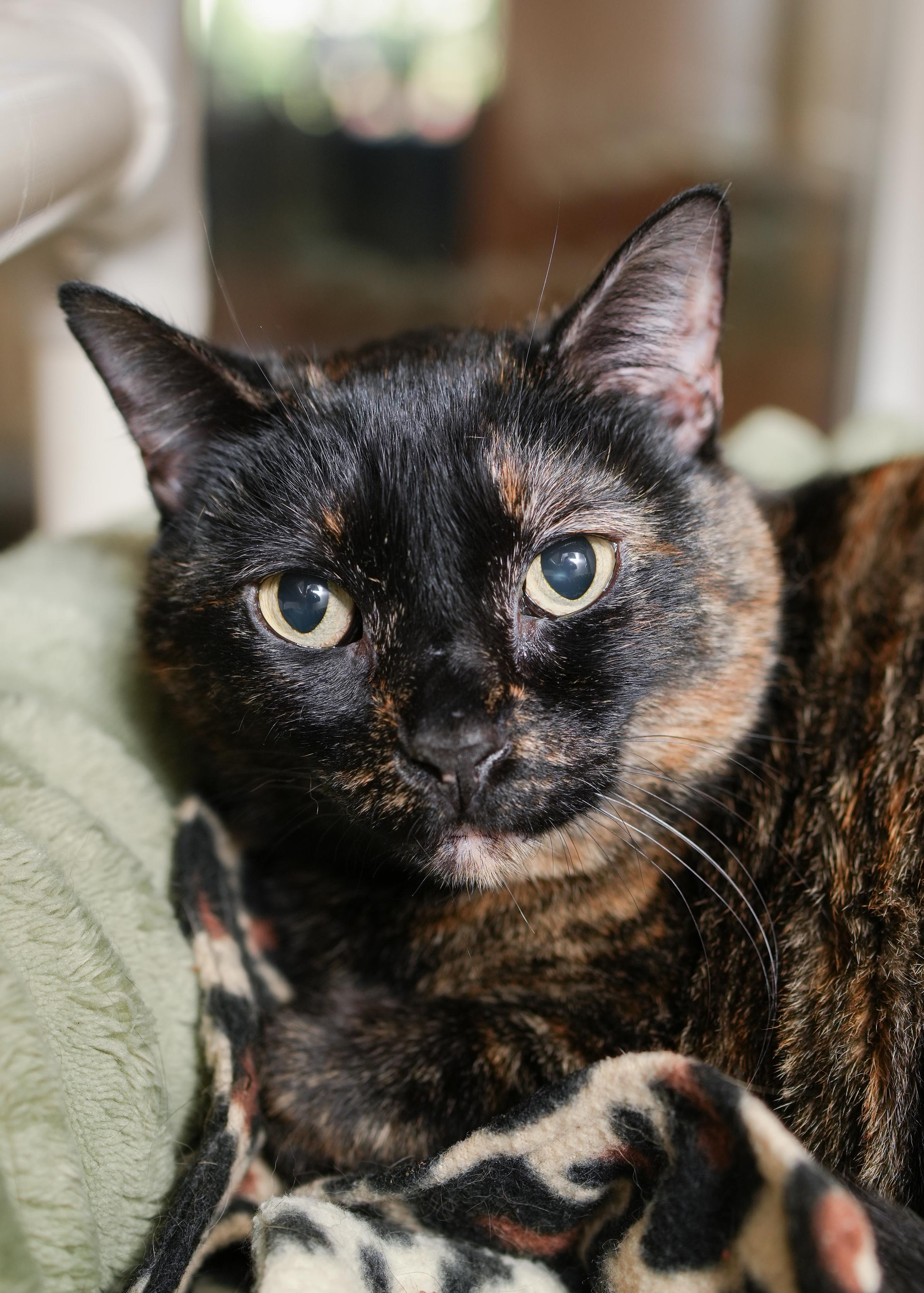 Enlarge Lindy, an adopted Domestic Short Hair in Boise, ID image 2/3