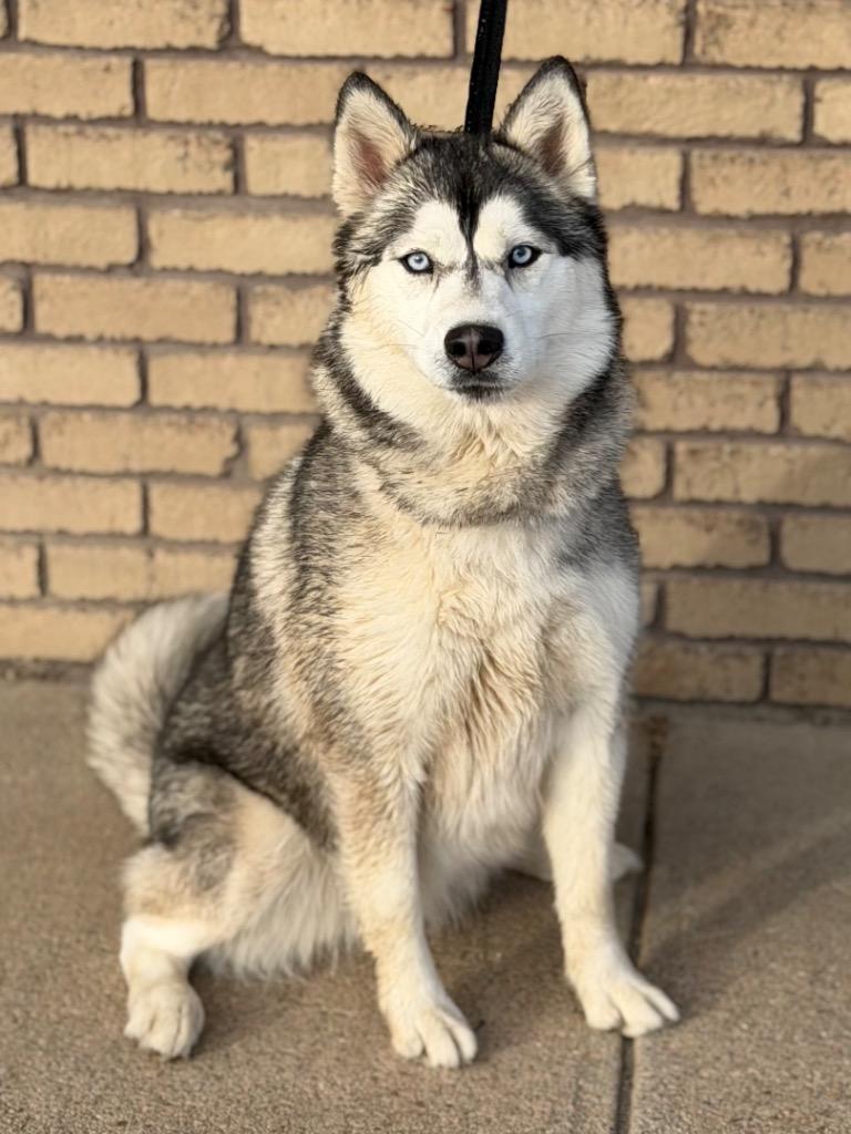 Nova, ADOPTABLE, Adult Female Siberian Husky.