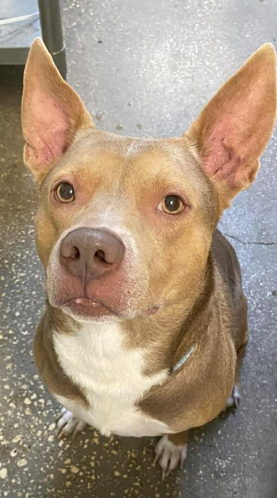 Enlarge Morgan Wallen, a Adoptable Mixed Breed in Ocala, FL image 2/2