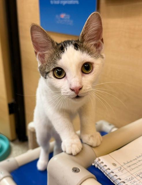 Mariposa, ADOPTABLE, Kitten Female Domestic Short Hair.