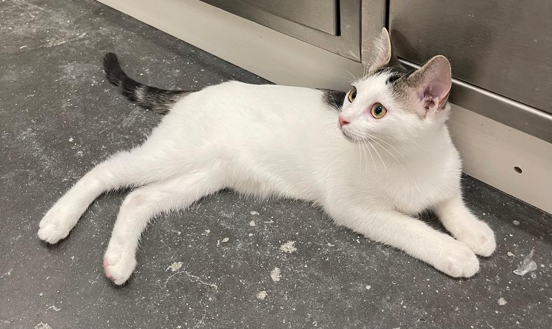 Enlarge Mariposa, a ADOPTABLE mixed breed in Buffalo, NY image 1/1