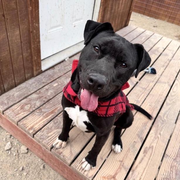 Aries, Adoptable, Adult Male Pit Bull Terrier.