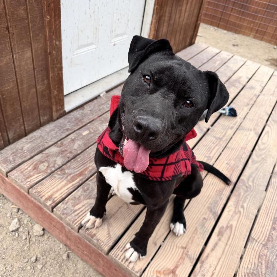 Enlarge Aries, a Adoptable Pit Bull Terrier in Stagecoach, NV image 2/6