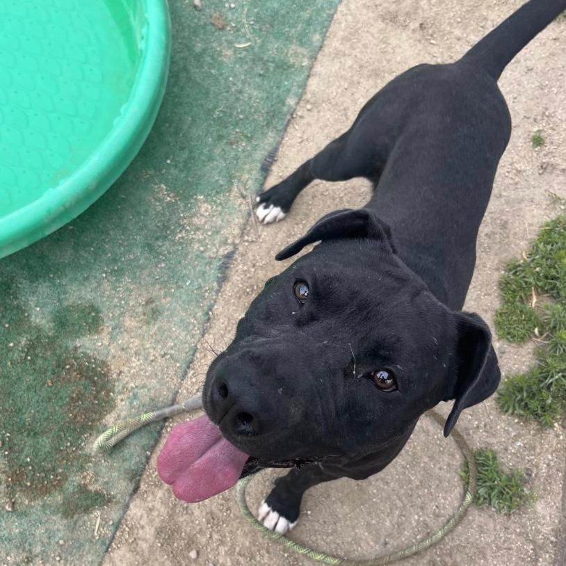 Enlarge Aries, a Adoptable Pit Bull Terrier in Stagecoach, NV image 3/6