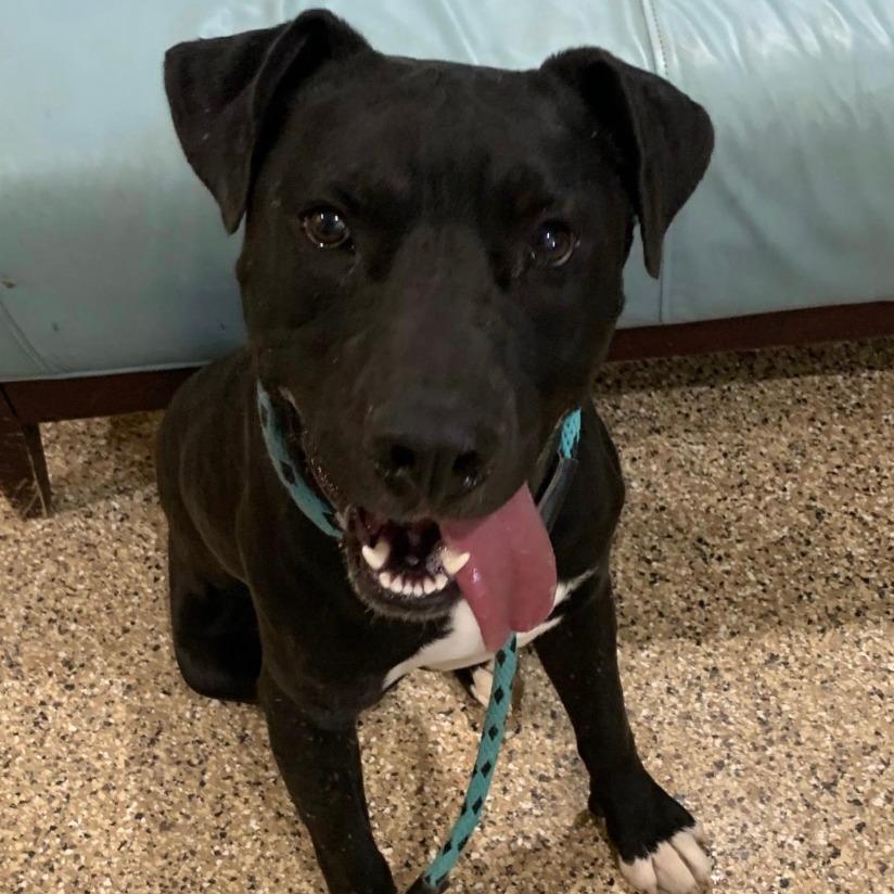 Enlarge Aries, a Adoptable Pit Bull Terrier in Stagecoach, NV image 4/6