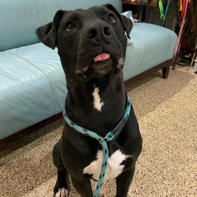 Enlarge Aries, a Adoptable Pit Bull Terrier in Stagecoach, NV image 5/6