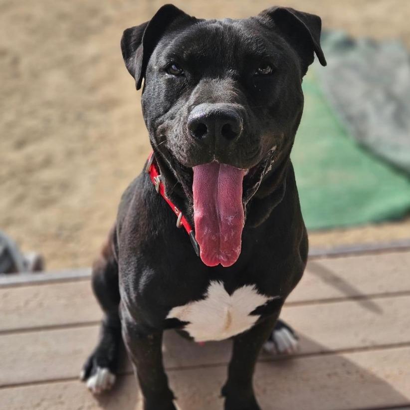 Enlarge Aries, a Adoptable Pit Bull Terrier in Stagecoach, NV image 6/6