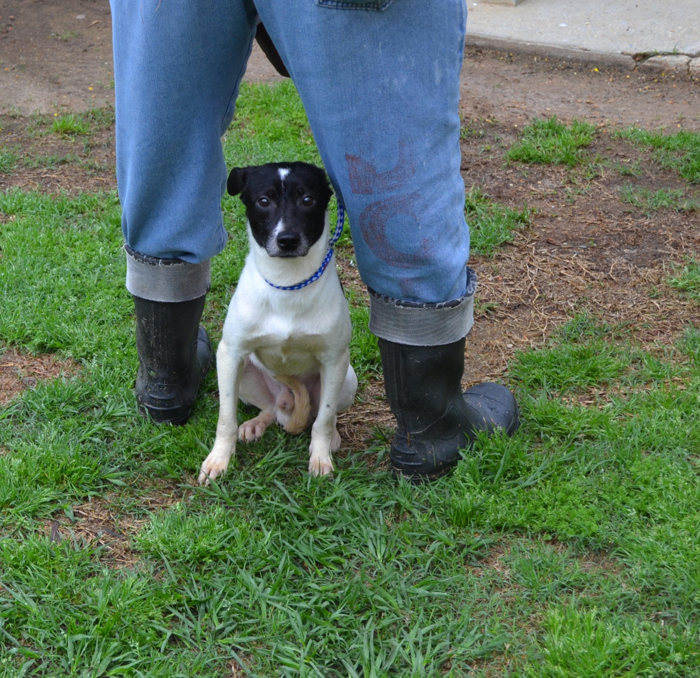 Simon, Adoptable, Young Male Rat Terrier.